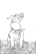 jack russell terrier Pagine Di Culore Stampabile